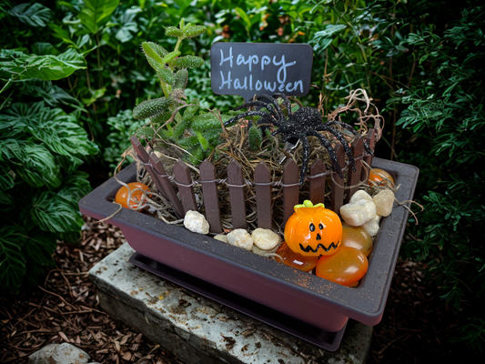 Succulent & Fairy Gardens